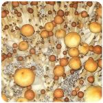 Псилоцибиновые (галлюциногенные)  грибы Psilocybin "Golden Teacher" в Мариинске